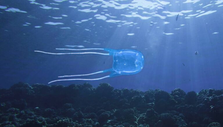 Jellyfish in Phuket, Thailand: what we know