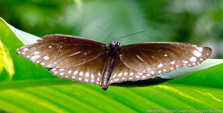 Phuket butterflies: where to find and how to care for them