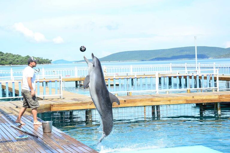 Phuket: the island of dolphins and marine animals