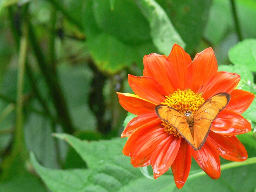 Phuket Butterfly Garden, archive photograph