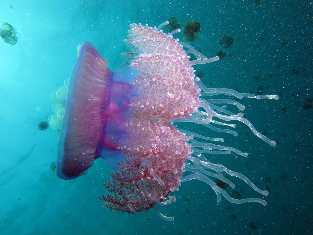 Jellyfish photographed in the Red Sea